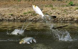How to catch silver carp