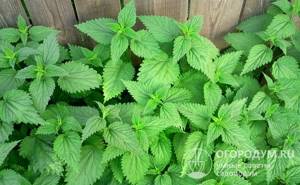 Nettle, like tomato tops, absorbs ammonia in the pit, destroys aerobic bacteria, kills fly larvae and drives away adult insects