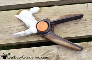 My hand pruner with soap