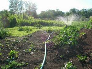 watering the garden using plastic pipes