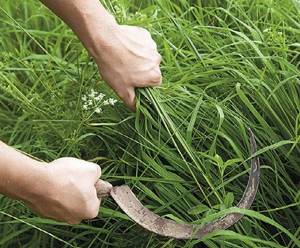 Example of cutting fresh grass