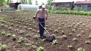 Weeding potatoes with a brush cutter