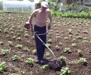 weeding potatoes