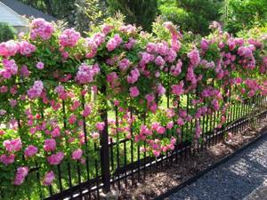 Розовые цветы на металлическом заборе ручной ковки